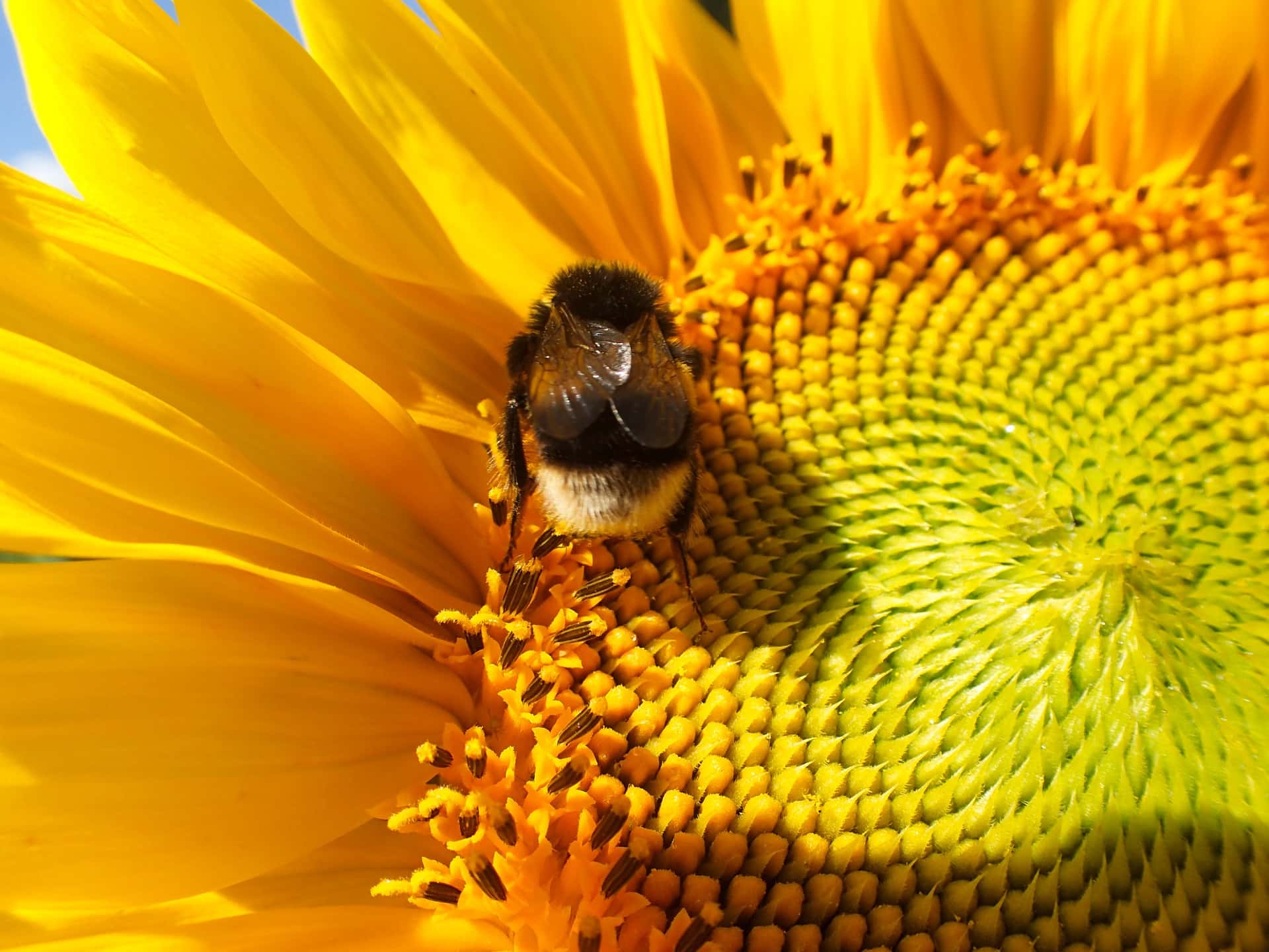 We all need to take action to help our declining bee populations