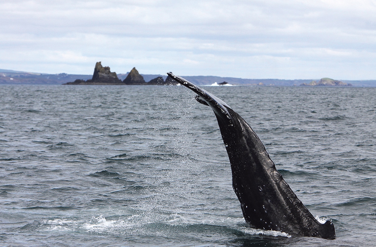 Whale Tales Cork: Encounters with  humpback whales in West Cork