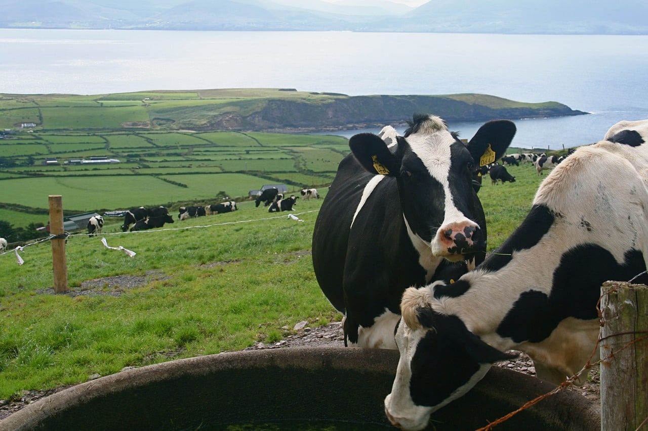 Macra na Feirme confirms flexibility in Young Farmers Schemes