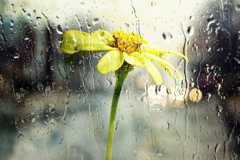 June forecast