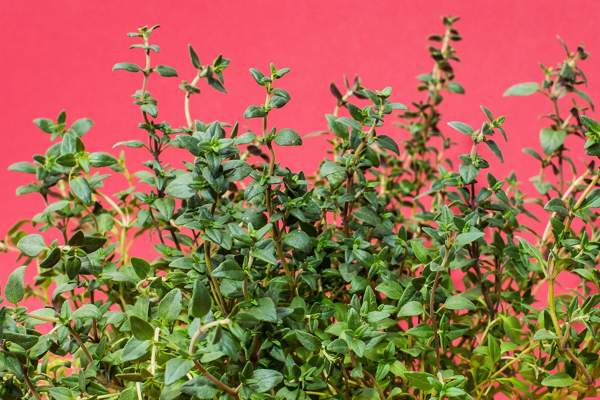 Thyme: The almost forgotten herb