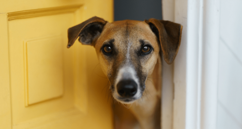 Dogs Trust Ireland warns dogs could face heartbreak when lockdown ends