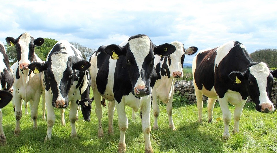 UCC environmental researcher: Reducing the national herd not the solution to Ireland’s climate challenge