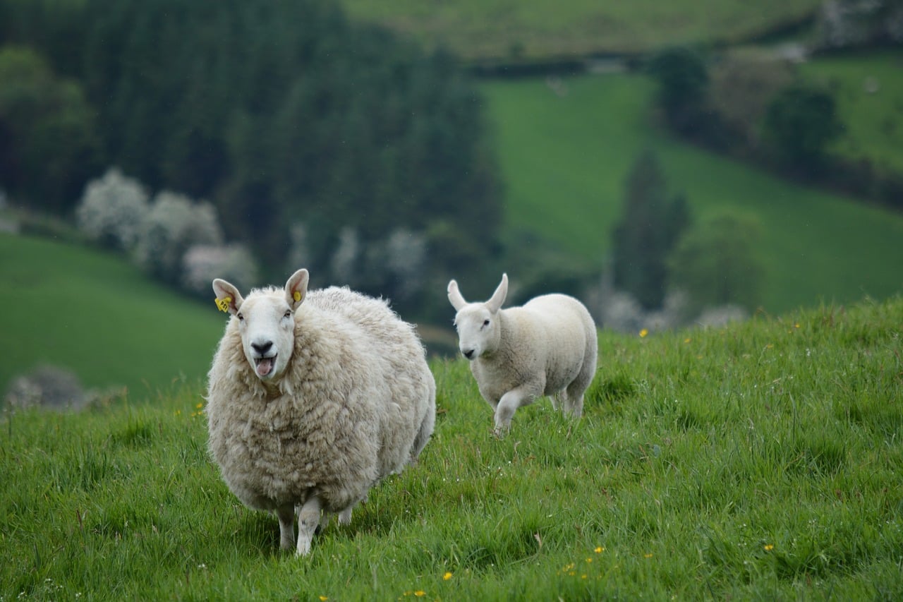 Teagasc ‘Let’s Talk Cattle & Sheep’ Webinar Series
