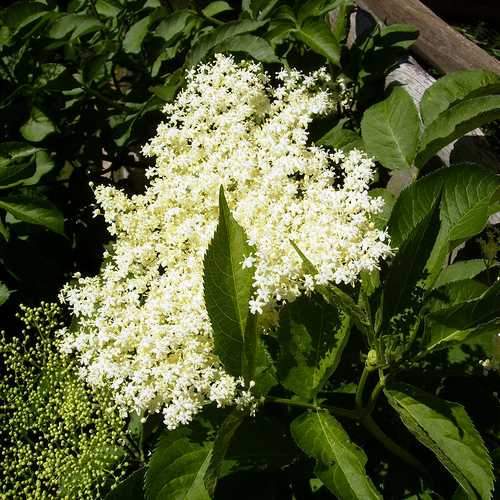 The healing power of the elderflower and berry