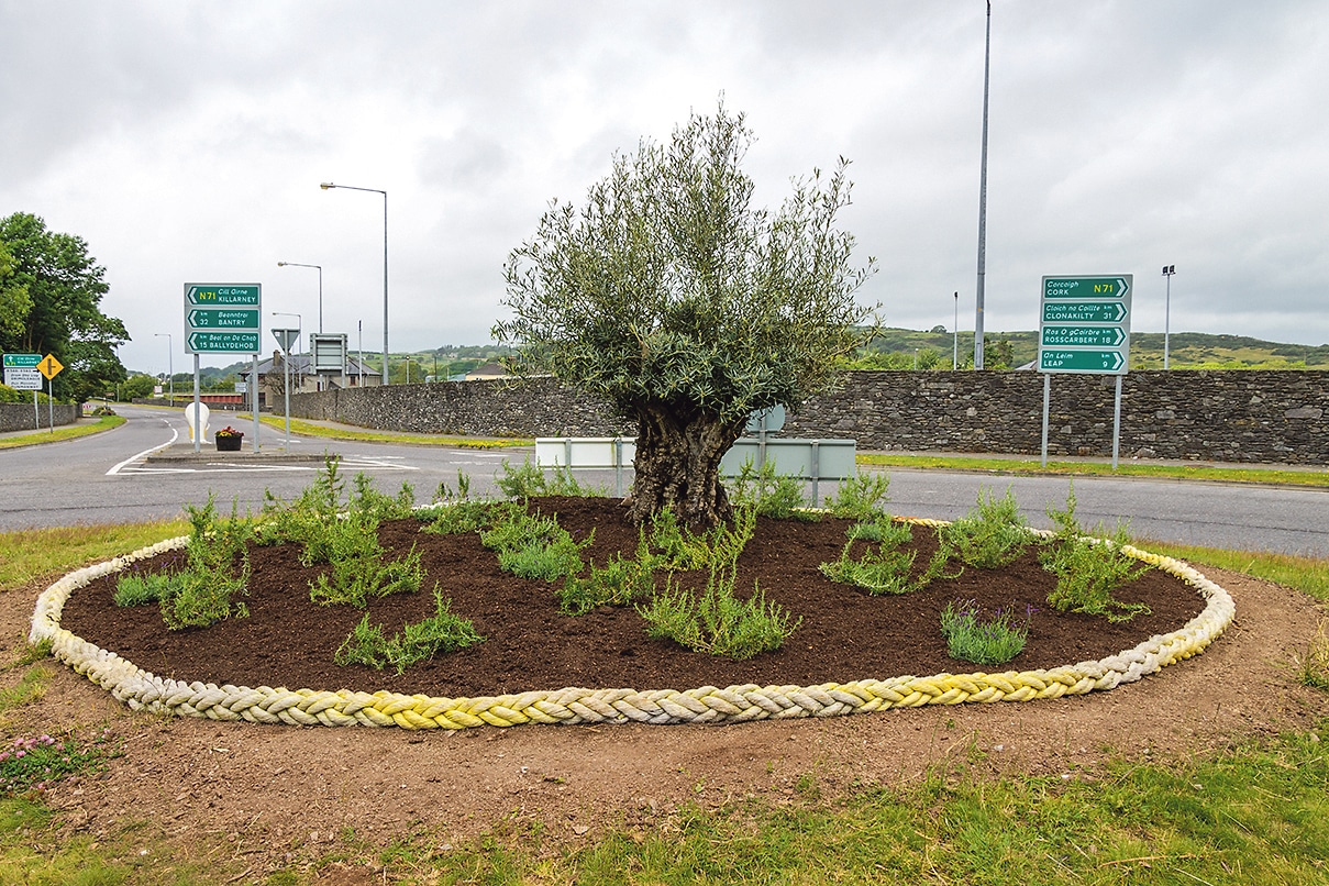 Planting of olive tree reinforces welcome to Skibbereen town