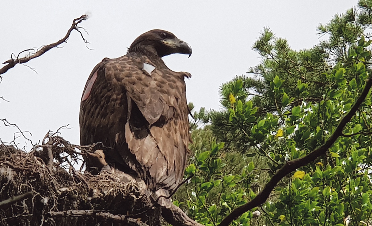 Public invited to name  Glengarriff eagle chick