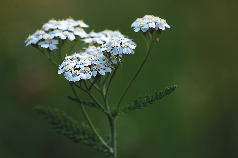 Herbs can help stem the flow