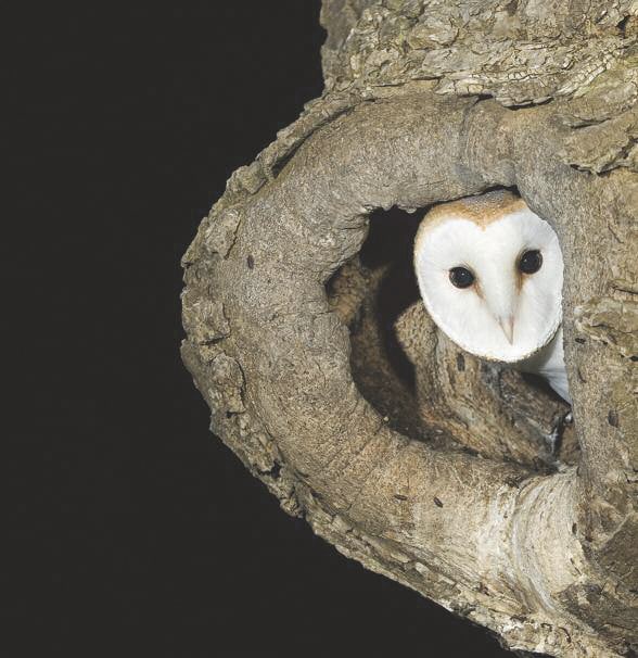 Barn owls in County Cork