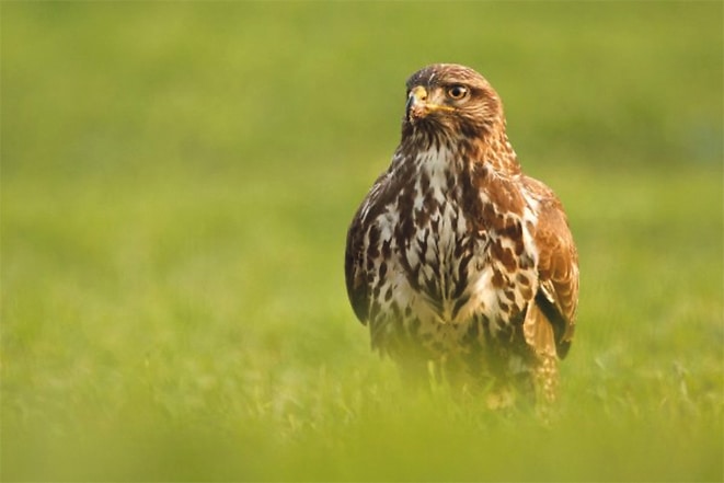 Listen for the call of the common buzzard