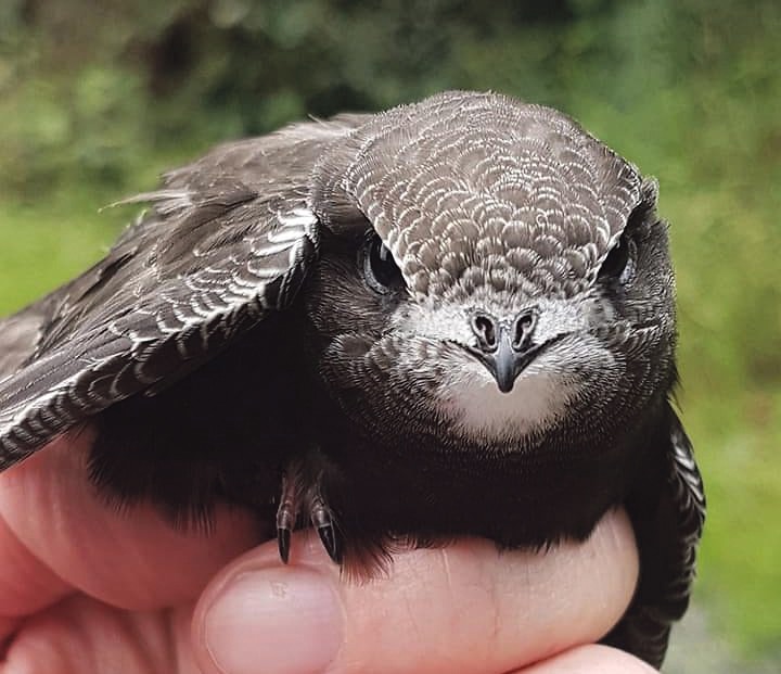 The Common Swift: ‘Life on the Wing’