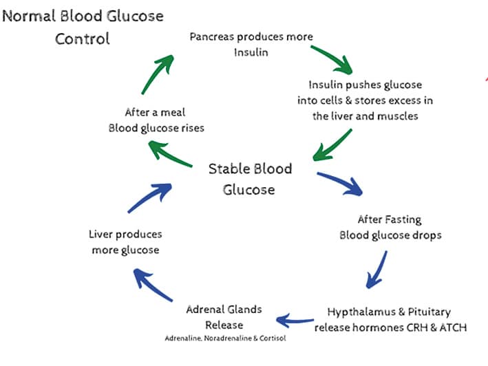 Controlling your blood sugar: Part 1