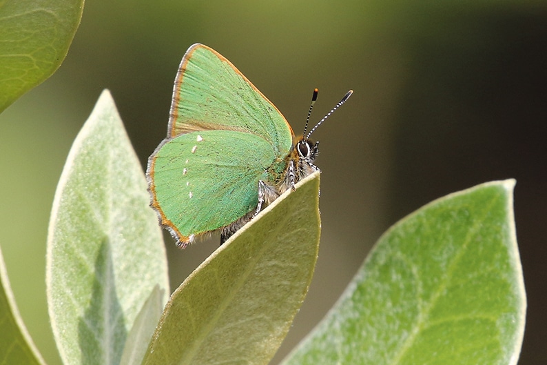 Butterflies in West Cork