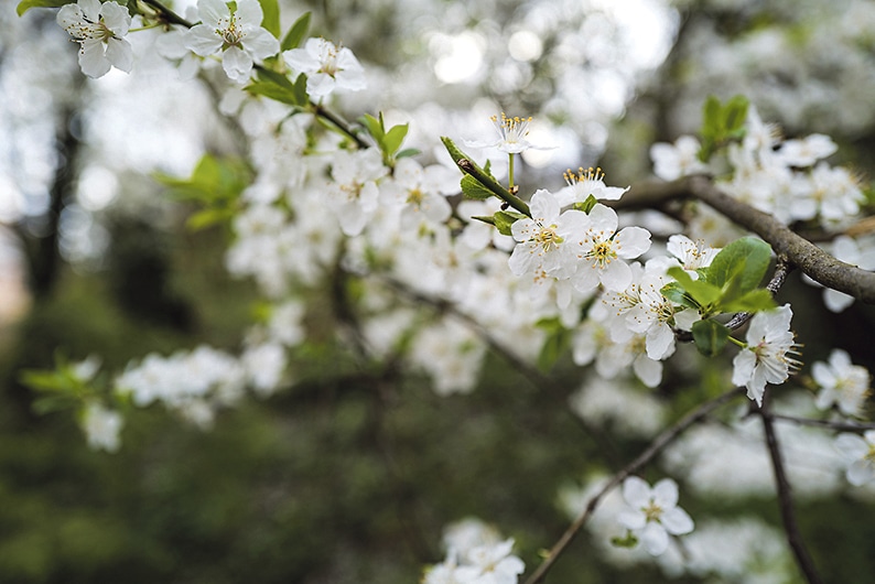 The blossom of the Hawthorn