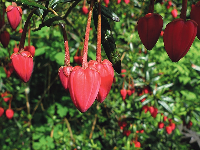 West Cork is Ireland’s garden paradise