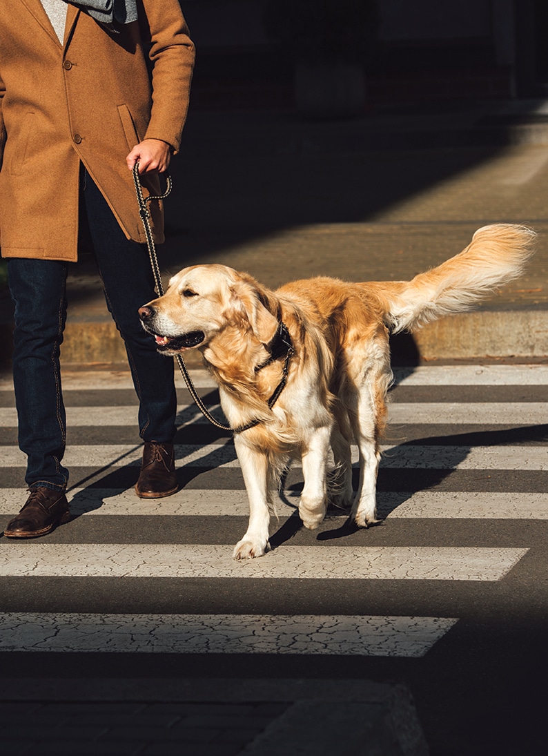 Shoes that follow four paws