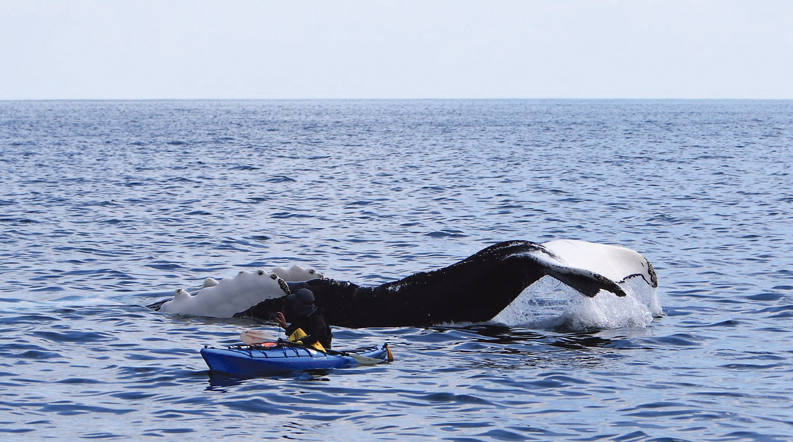 Irish Whale and Dolphin Group reports on changing trends in our seas