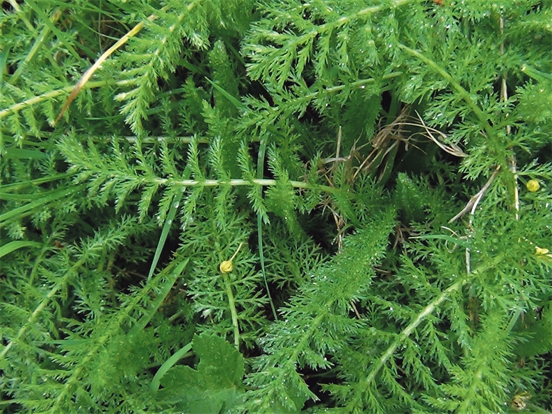 Yarrow is a worthwhile addition to your medicine cabinet