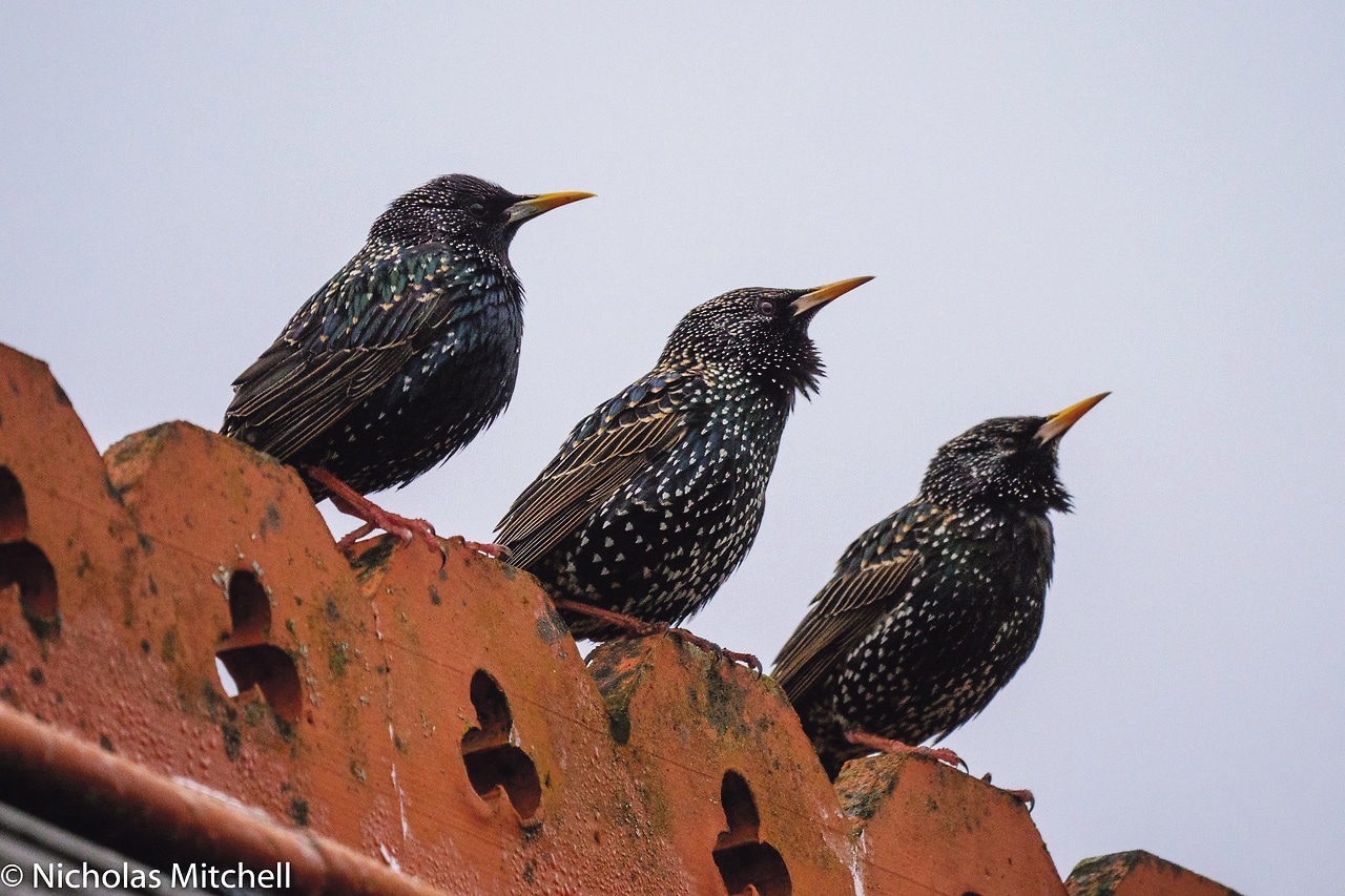 The wonder that is the Common Starling