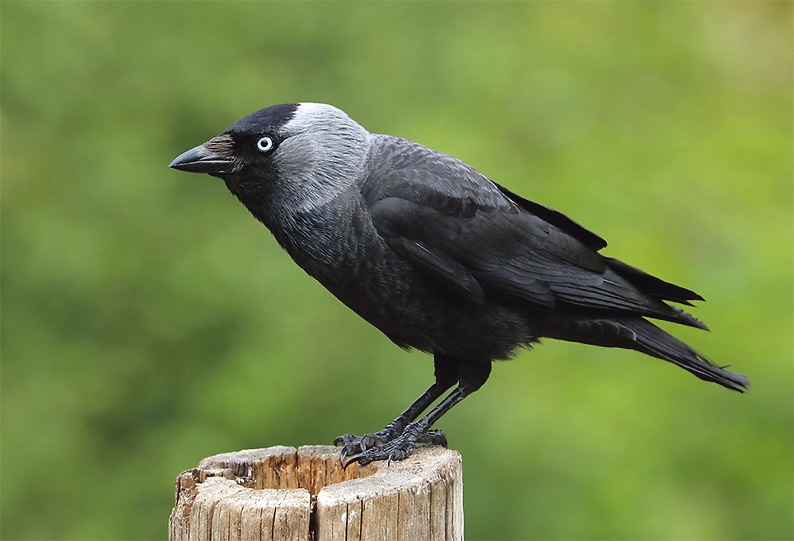 Rook - BirdWatch Ireland