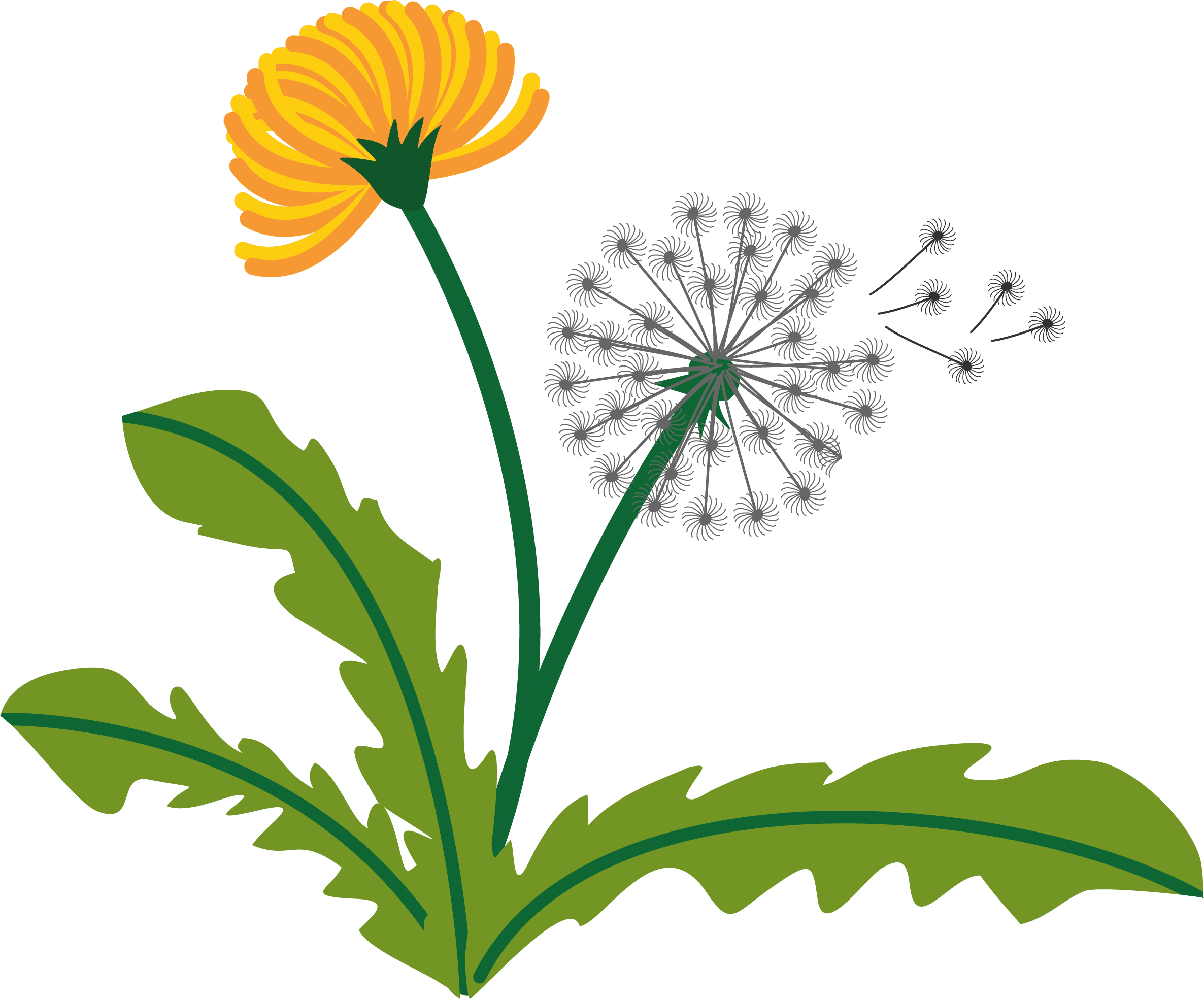 Dandelion should be celebrated for its health benefits