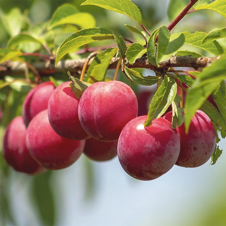 Fruit Trees