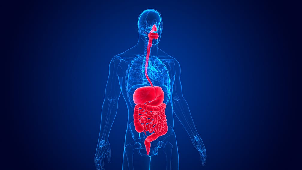 The Brain Gut connection