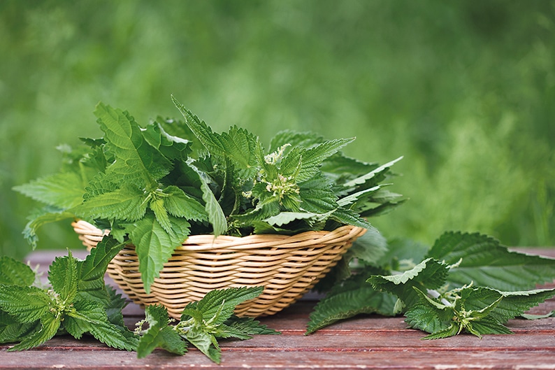 Many benefits take the sting out of nettles