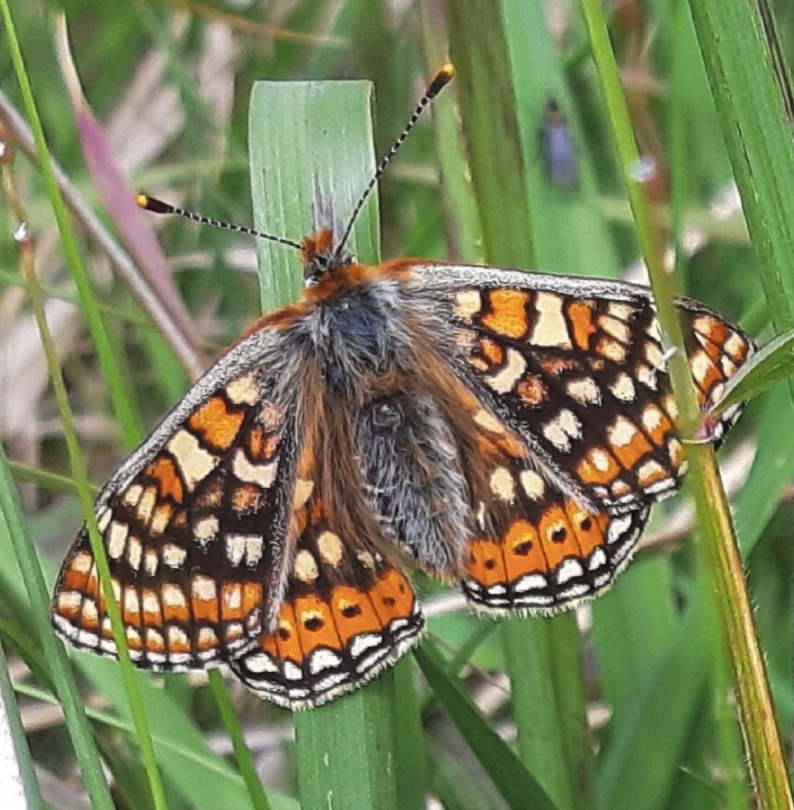 Ireland’s only legally protected butterfly