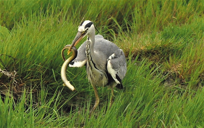 Boost for Bandon biodiversity with Local Action Plan