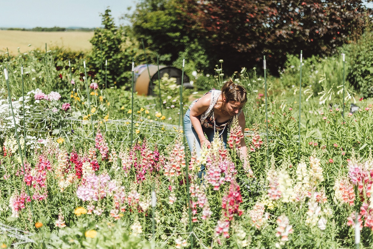 West Cork flower farmers celebrate locally grown flowers