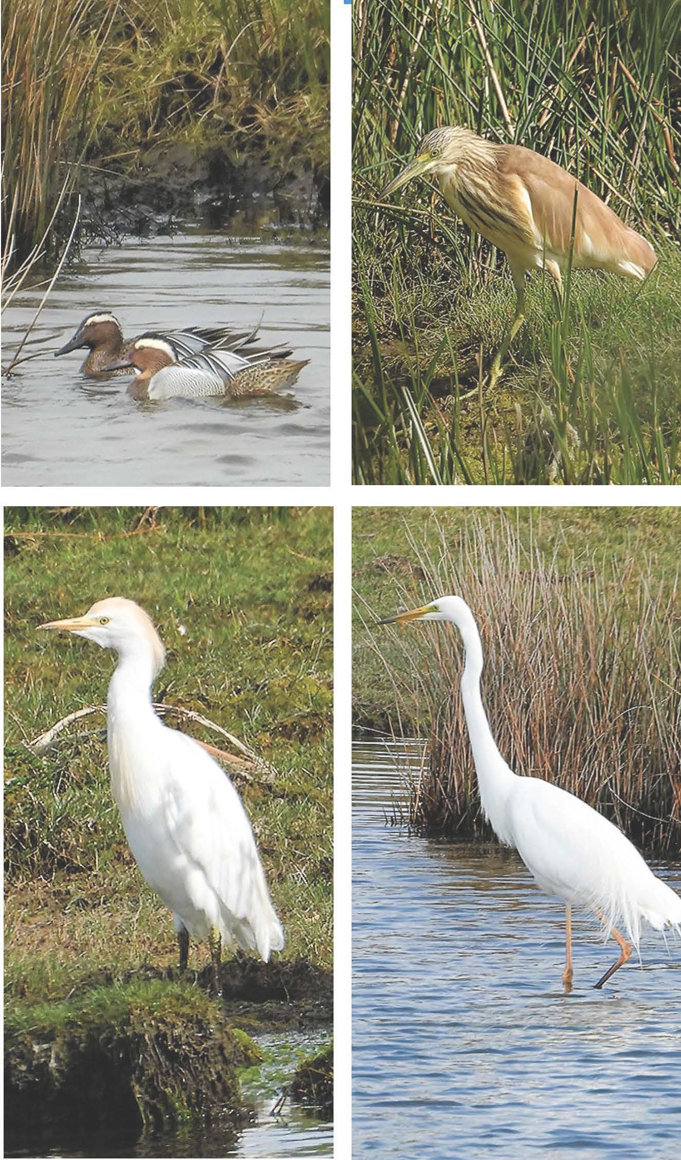 Bumper spring for West Cork birding