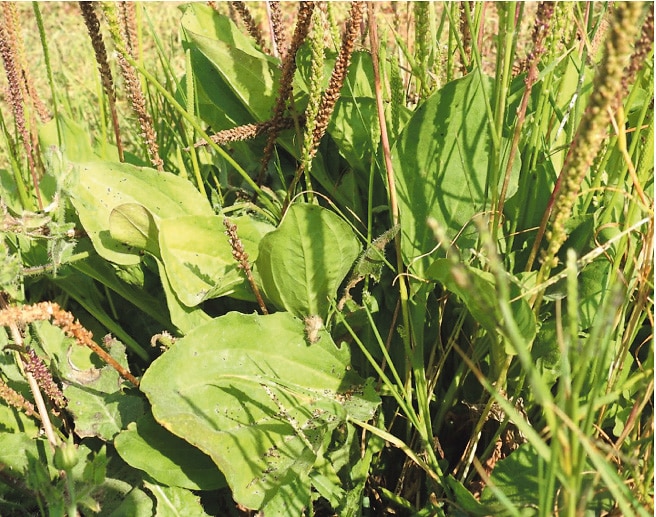 Plantain deserves a place in your home medicine kit