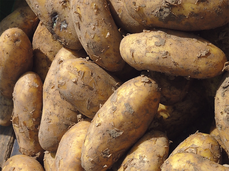 The humble potato and its many health benefits