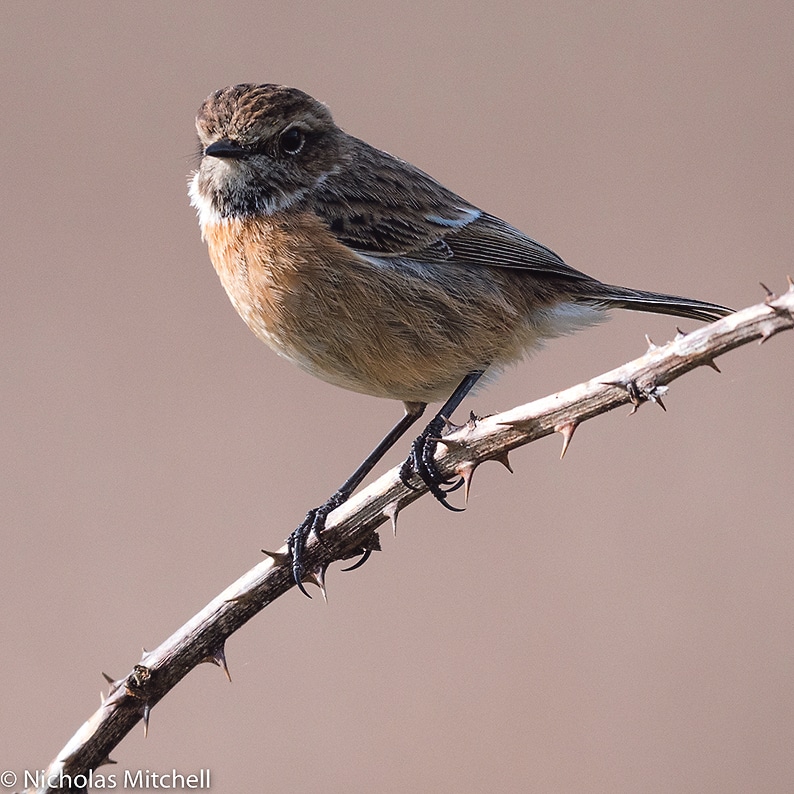 West Cork’s dawn to dusk bird race restarts