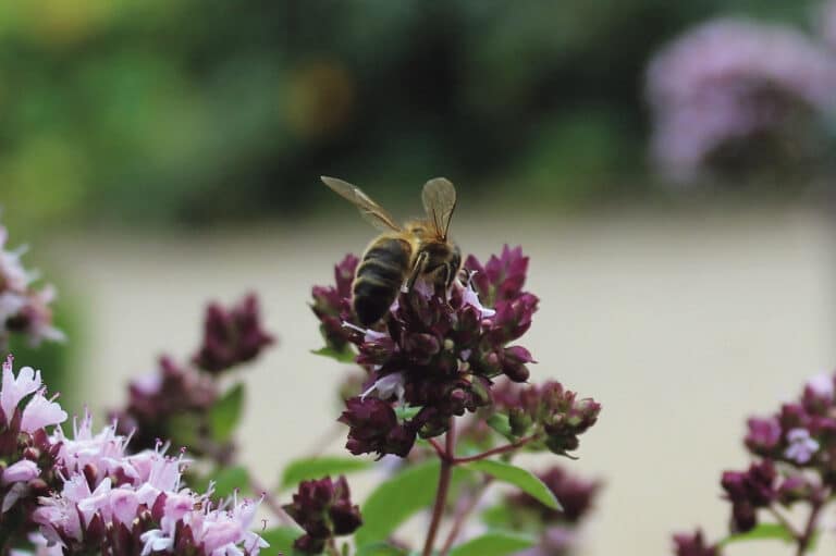 The healing riches of a garden