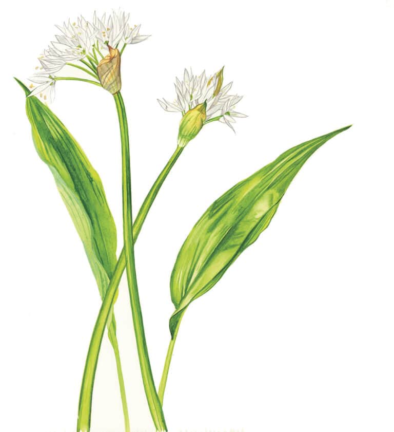 Learn about plants and traditional food ways in a weekend of nourishment