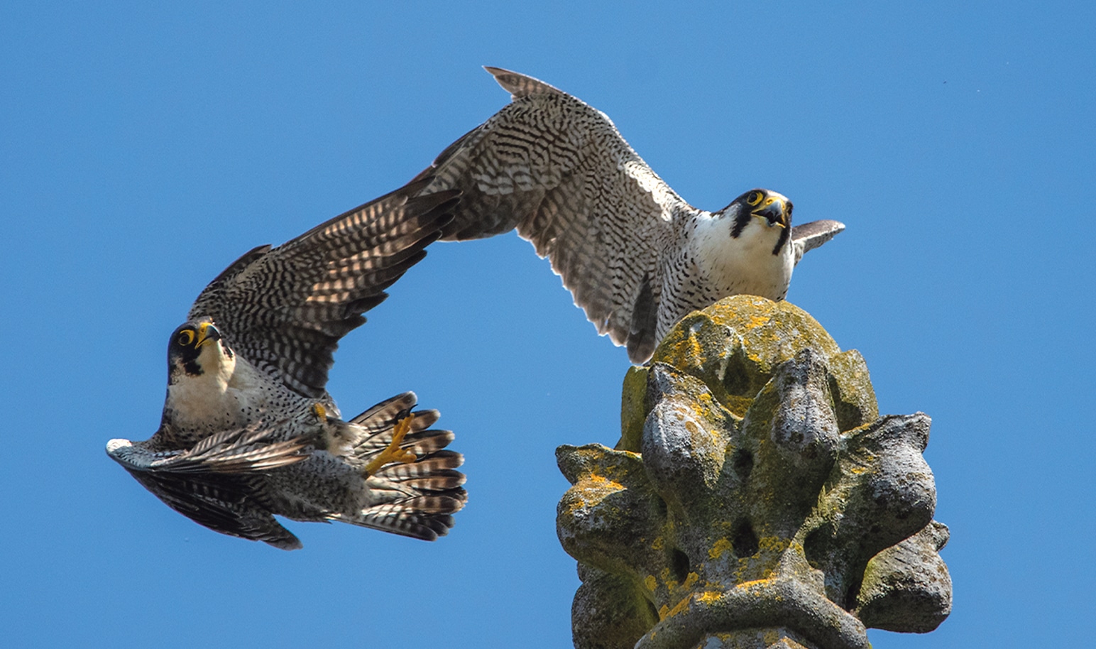 Clonakilty welcomes the planet’s fastest animal – the peregrine falcon