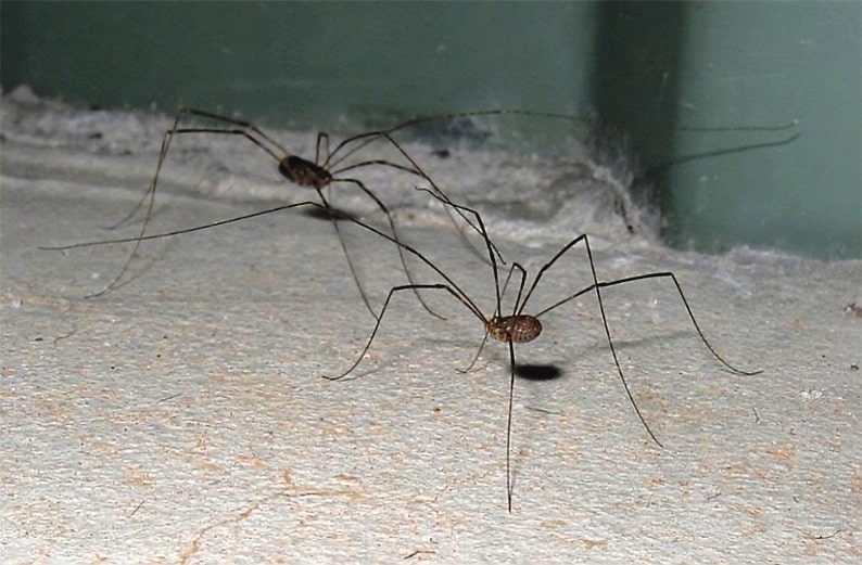 Daddy long legs spider with babies, I assume this is the mo…