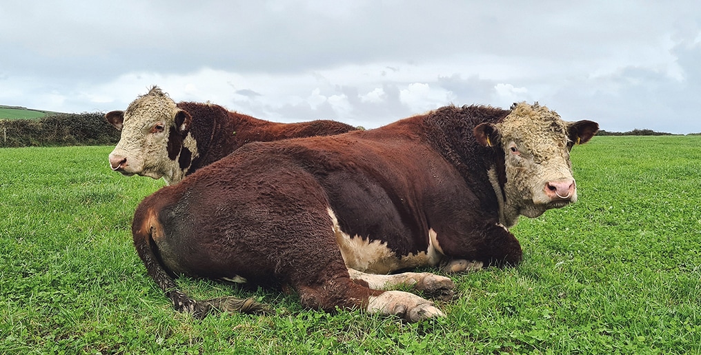 Wet weather proves challenging for farmers