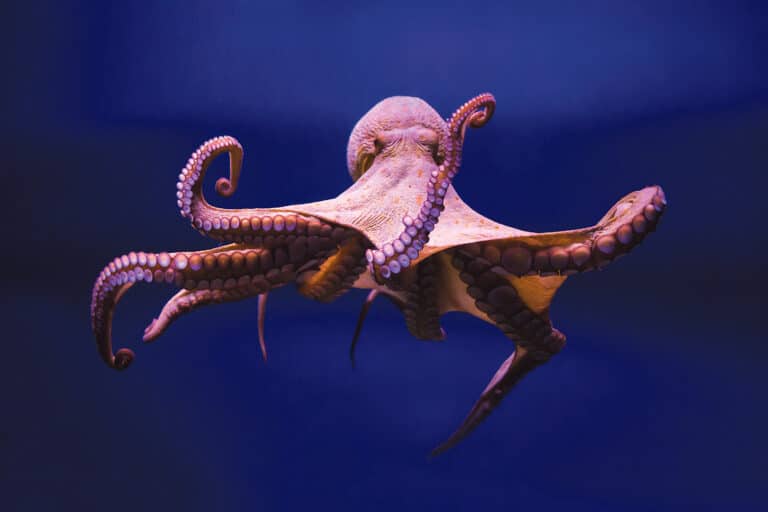 In defence of the octopus