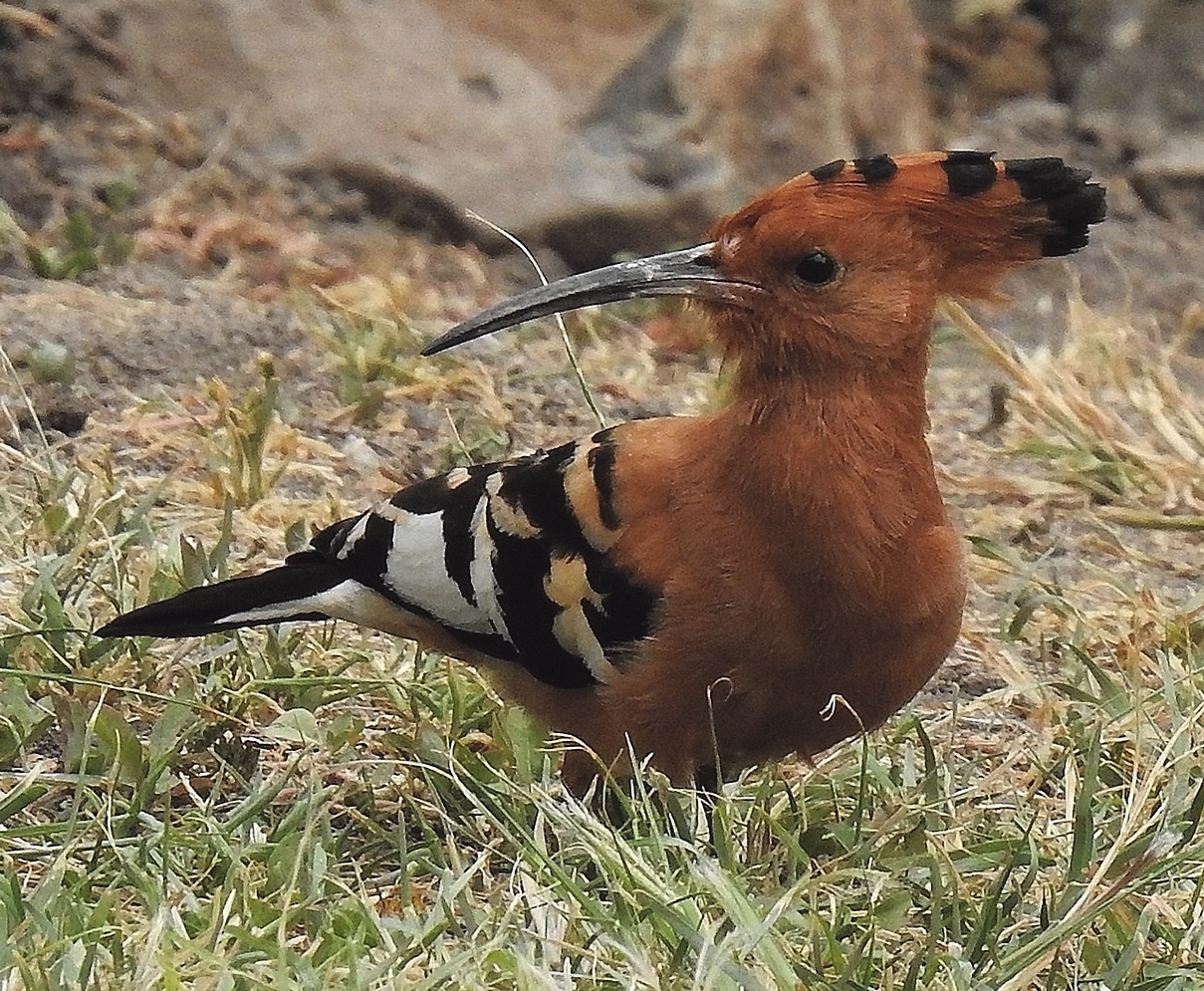 A remarkable bird The Hoopoe West Cork People