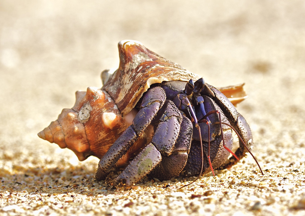 Hermit crab housing crisis