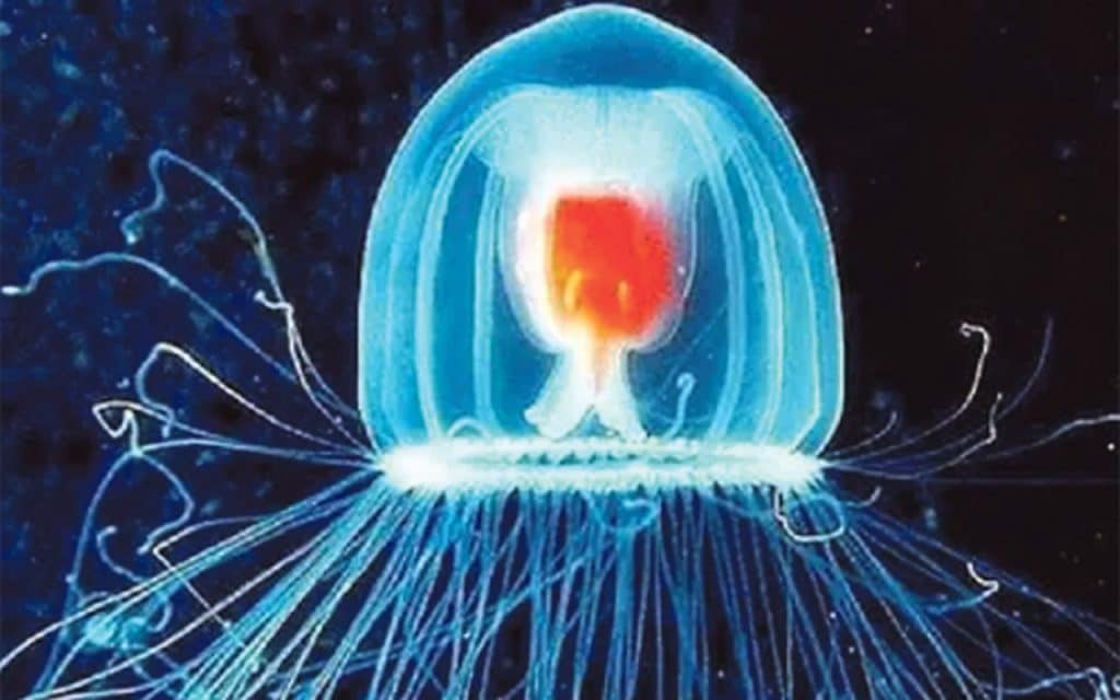 Turritopsis sp. medusa 