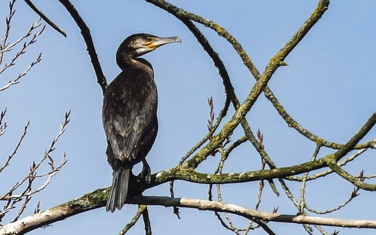 The Cormorant: A bird that splits opinions like no other