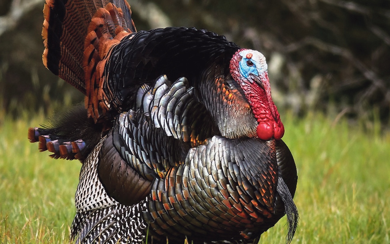 Guineafowl or peacock for Christmas?