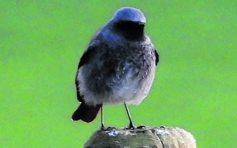 Spotting the elusive Black Redstart