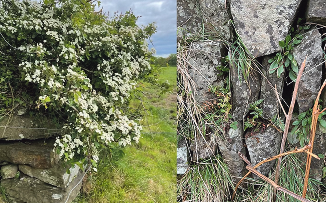 The historical stone walls and heritage hedgerows of Murragh