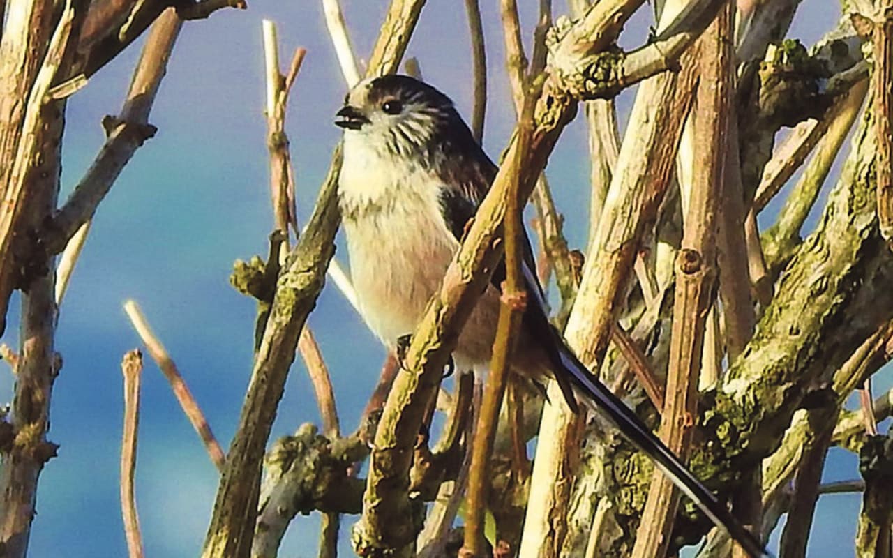 The sociable long-tailed tit