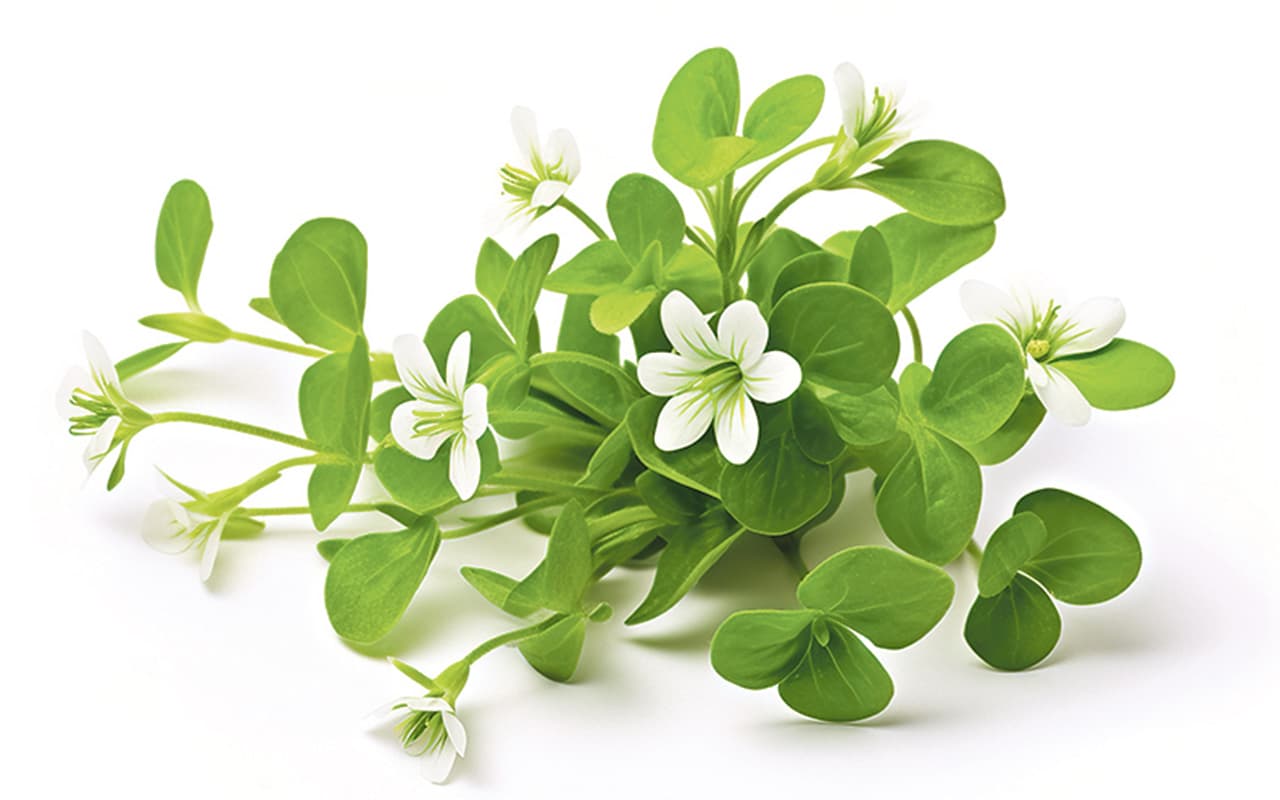 Ancient Irish healing in a bowl